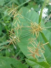 Cyperus esculentus leptostachyus