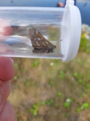 Hesperia comma laurentina