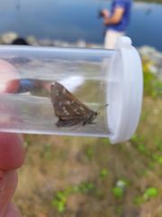 Hesperia comma laurentina