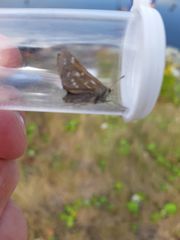 Hesperia comma laurentina