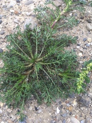 Matricaria discoidea