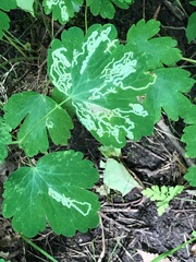 Phytomyza minuscula group