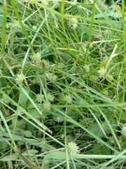 Cyperus brevifolioides