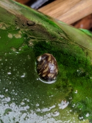 Theodoxus fluviatilis