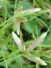 Cyperus bipartitus
