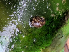 Theodoxus fluviatilis