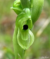 Pterostylis bicolor