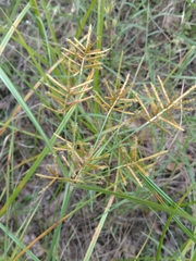 Cyperus esculentus leptostachyus