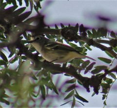 Vireo cassinii