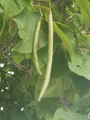 Catalpa speciosa