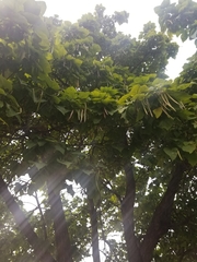 Catalpa speciosa