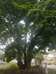 Catalpa speciosa