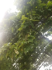 Catalpa speciosa