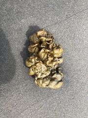 Ectocarpales