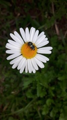 Astylus sexmaculatus