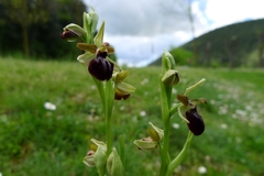 Ophrys sphegodes passionis