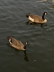 Branta canadensis