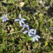 Isotoma fluviatilis borealis - Photo (c) Lise Kool, some rights reserved (CC BY-NC), uploaded by Lise Kool