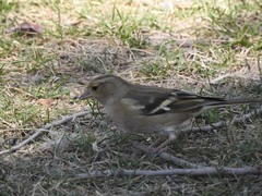 Fringilla coelebs