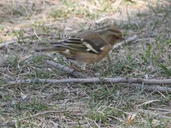 Fringilla coelebs