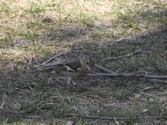 Fringilla coelebs