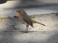 Erithacus rubecula
