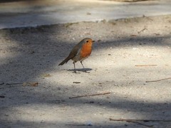 Erithacus rubecula