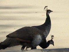 Pavo cristatus