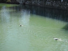 Anser anser domesticus