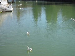 Anser anser domesticus