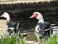 Cairina moschata domestica