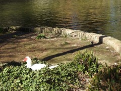 Cairina moschata domestica