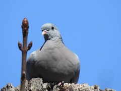 Columba oenas
