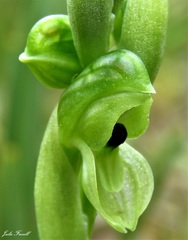 Pterostylis bicolor