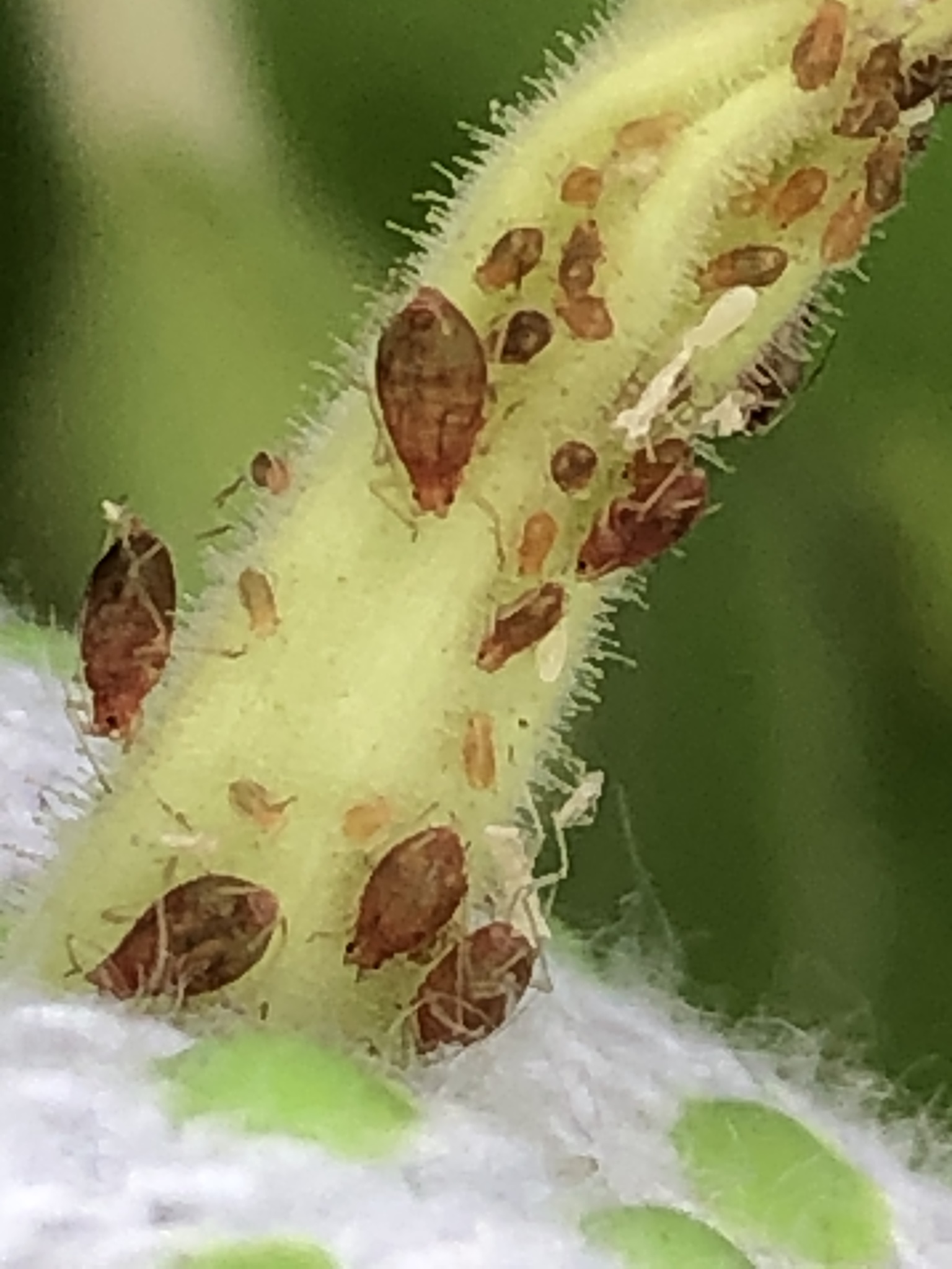 Tobacco Aphid (Subspecies Myzus persicae nicotianae) · iNaturalist