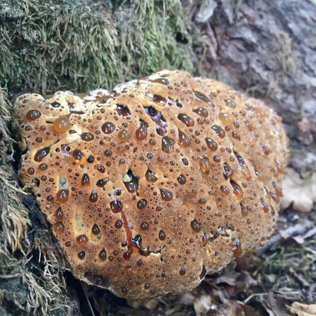 Pseudoinonotus
