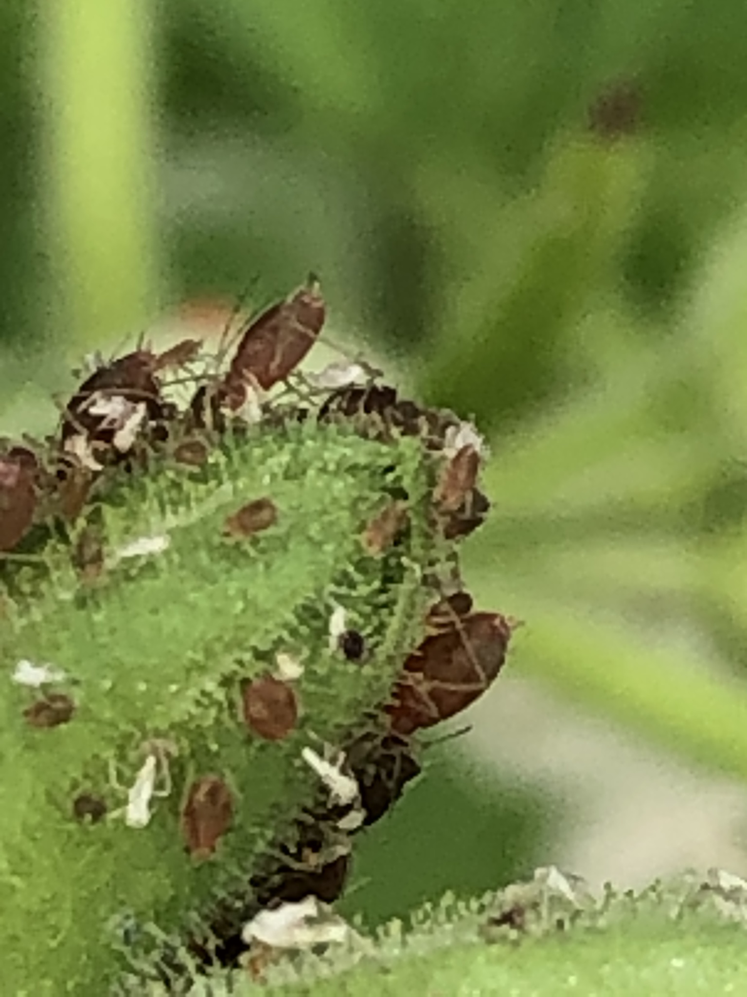 Tobacco Aphid (Subspecies Myzus persicae nicotianae) · iNaturalist