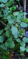 Jovellana repens