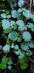 Jovellana repens