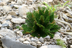 Selaginella extensa