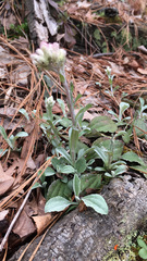 Antennaria