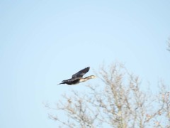 Phalacrocorax carbo