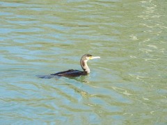 Phalacrocorax carbo