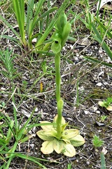 Pterostylis bicolor