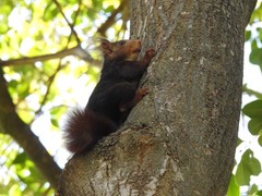Sciurus vulgaris