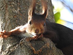 Sciurus vulgaris