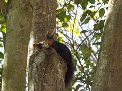 Sciurus vulgaris