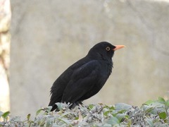 Turdus merula