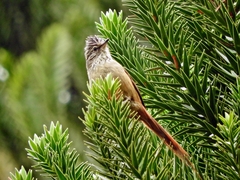 Leptasthenura setaria