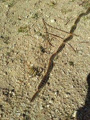 Thaumetopoea pityocampa